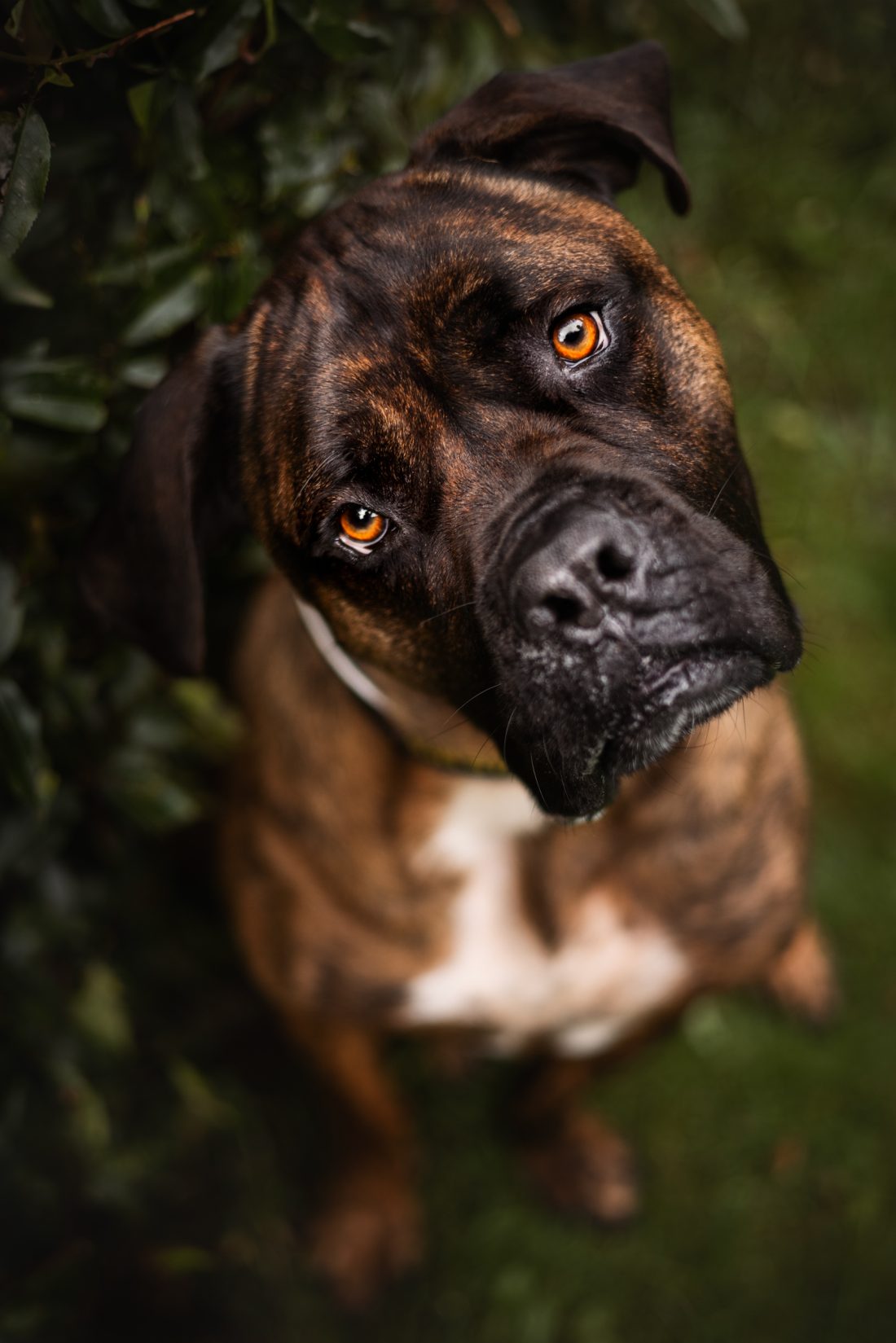 Vegas, een gestroomde hond met witte bles, kijkt met schuin gehouden kop omhoog in de tuin