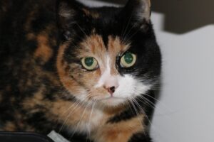 Stg. Dierentehuis 's Hertogenbosch