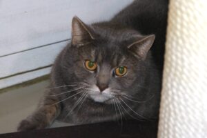 Stg. Dierentehuis 's Hertogenbosch