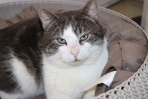 Stg. Dierentehuis 's Hertogenbosch