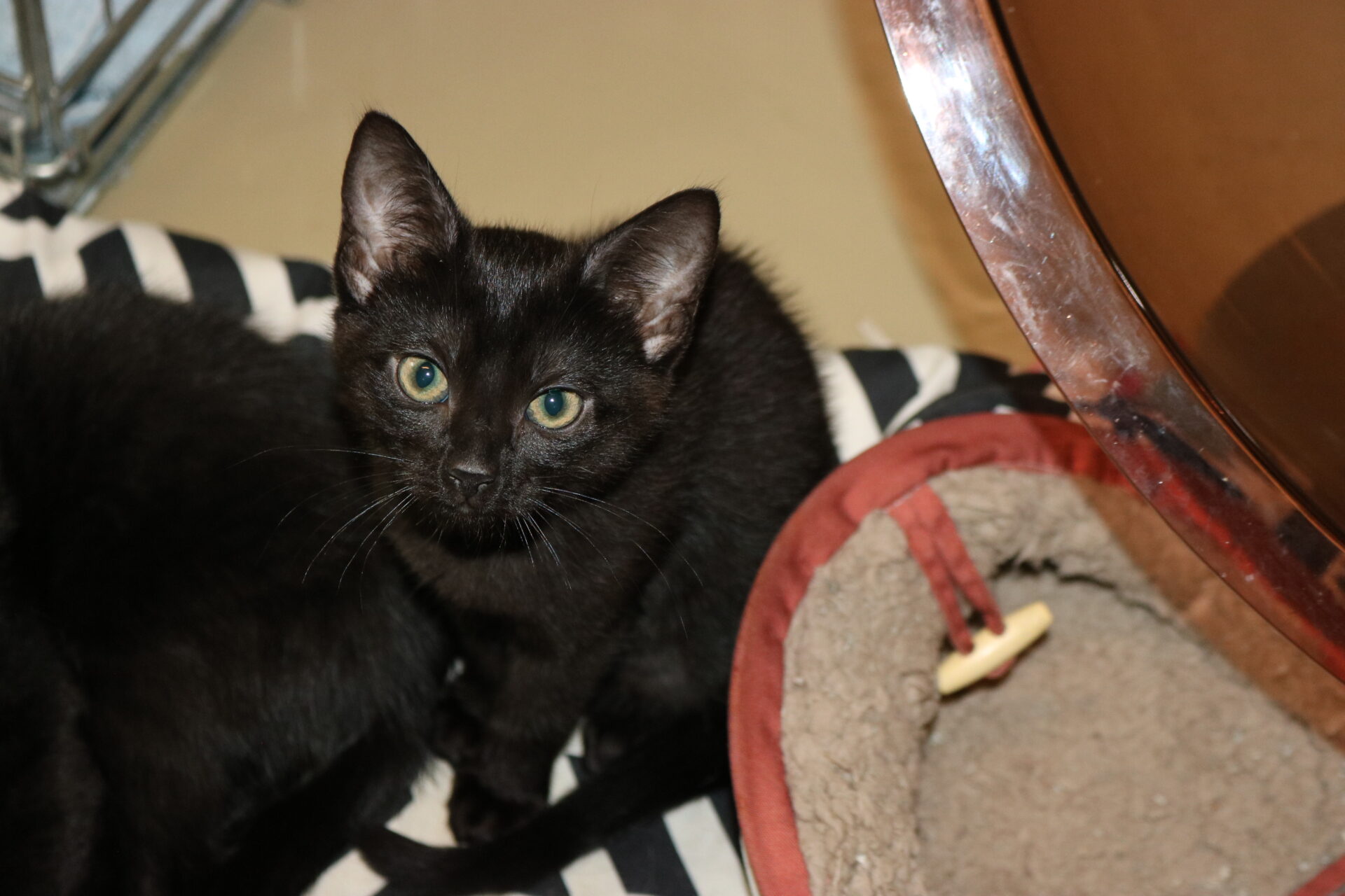 Kitten April