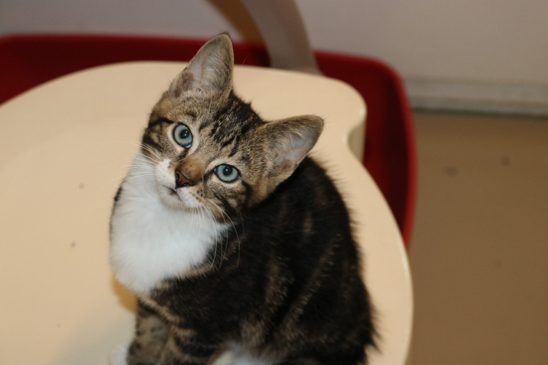 Kitten Taurus