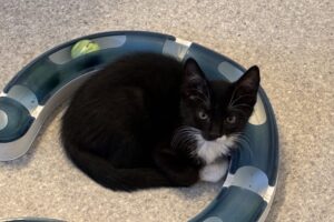 Kitten Jones (nr. 22881)